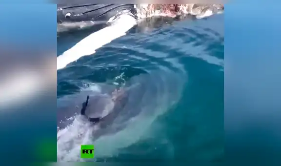 Intenta retirar a ballena muerta del mar y es atacado por hambrientos tiburones [VIDEO] 