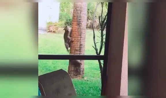 Piensa que gato montés jugaba con una ardilla en su árbol, pero presencia una trágica escena [VIDEO]