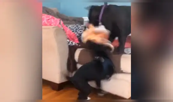 Perros destruyen tigre de peluche y gato tiene curiosa reacción al encontrarlos [VIDEO]