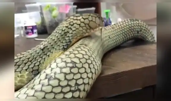 Intenta sacarse un ‘selfie’ con letal serpiente, sin presagiar la inesperada reacción del reptil [VIDEO]