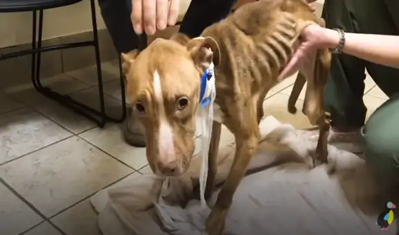 Joven adopta a perrita callejera que estaba malherida, la cura y ahora luce diferente [VIDEO]