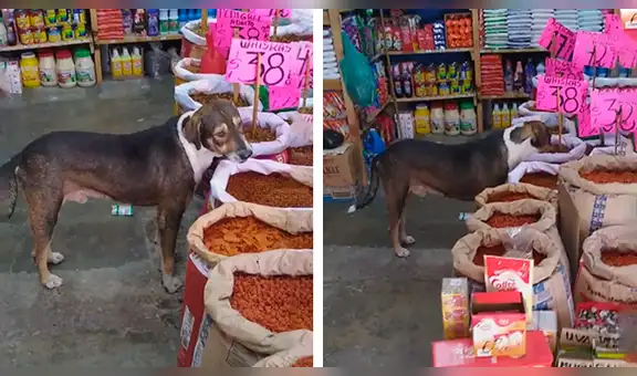 Joven se apiadó de un perro callejero y lo dejó ingresar a su bodega para que no pase hambre [VIDEO]