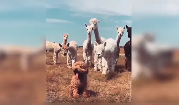 Alpacas piensan que perro ‘lanudo’ es uno de ellos y tienen insólita reacción al saber la verdad [VIDEO] 