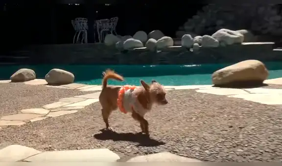 Facebook viral: una perrita rescatada fue acariciada por primera vez y así reaccionó [VIDEO] 