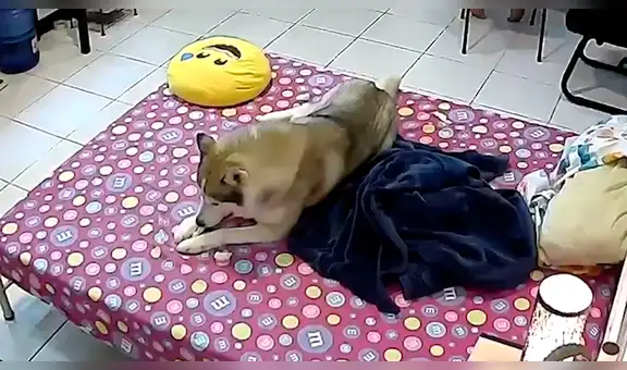 Perro sorprende con su reacción mientras toda su casa se mueve por un terremoto [VIDEO]