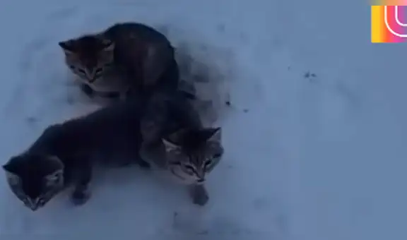 Joven se topa con tres gatitos pegados en el hielo, los rescata y ahora lucen diferentes [VIDEO]