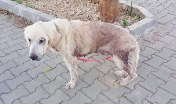 Rescatan a perro en deplorables condiciones, lo curan y ahora vive feliz con una familia [FOTOS] 