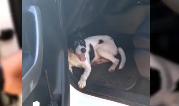 Perro abandonado se coló en vehículo de policía y empezó a llorar para que no lo boten de nuevo [VIDEO]