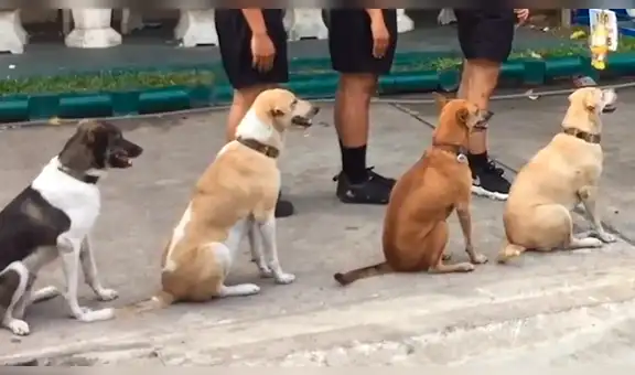 Facebook viral: perros esperan en fila para recibir comida y emocionan a miles de usuarios [VIDEO]
