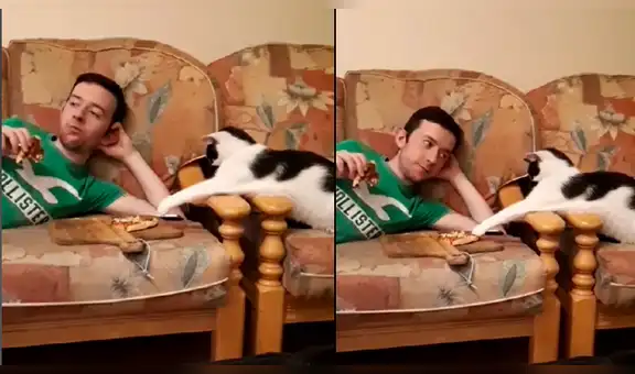 Gato intenta ’robarle’ trozo de pizza a su dueño y este lo sorprende en plena travesura [VIDEO]