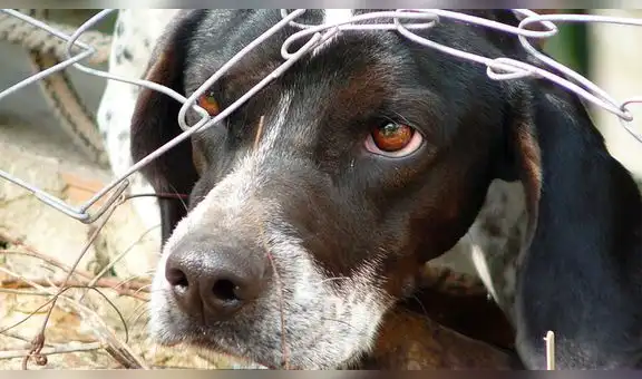 Sentencian a sujeto que violó a su perrita e indicó: “Era mi novia”