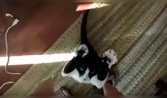 YouTube viral: gata causa furor por su peculiar forma de pedir abrazos [VIDEO]