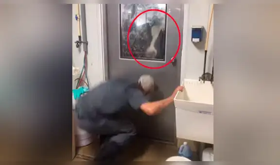 Facebook: La curiosa reacción de una vaca que ve a hombre escondido detrás de una puerta [VIDEO]