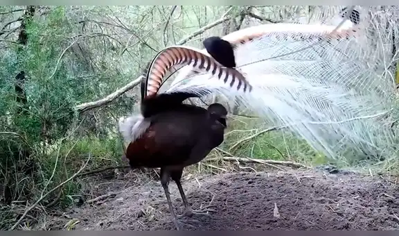 Encuentra a una extraña ave en la mitad del bosque mientras entonaba un sorprendente canto [VIDEO]