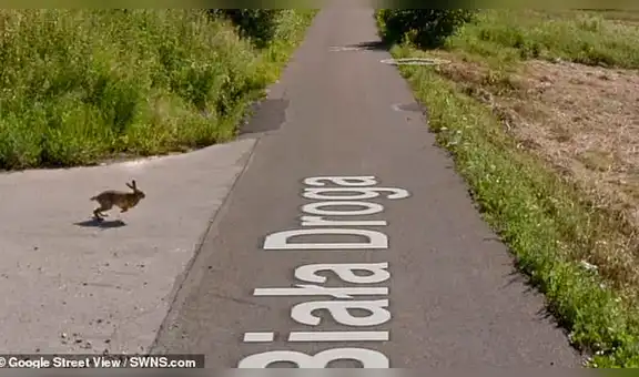 Google Maps: encuentra ‘conejo volador’, hace ‘zoom’ y descubre triste verdad que hace llorar a miles [FOTOS]