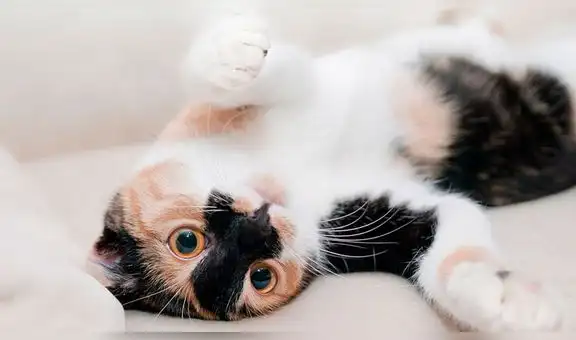 Expogato: una feria hecha para los amantes de los felinos en Perú