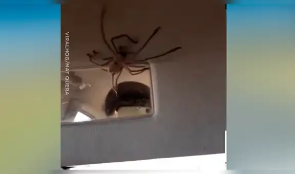 Escucha ruidos en su vehículo, lo revisa y descubre aterradora criatura [VIDEO]