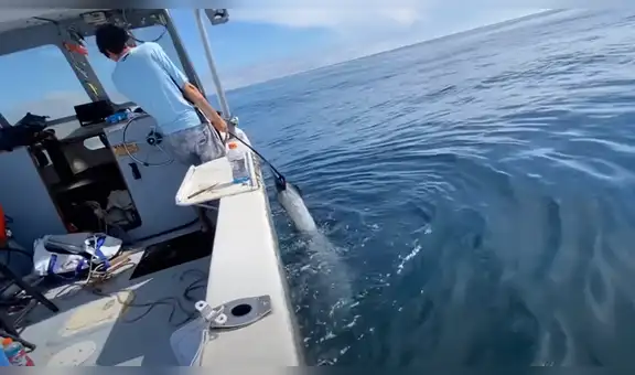 Jóvenes logran pescar gigantesco atún de más de 300 kilos tras varias horas de lucha [VIDEO]