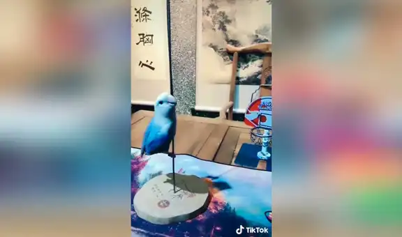 Periquito aprende a a realizar divertidos trucos y se hace famoso en TikTok [VIDEO]