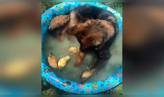 Mujer encarga a su perro ‘vigilar’ a unos patos y al regresar los descubre en una tierna escena [VIDEO] 