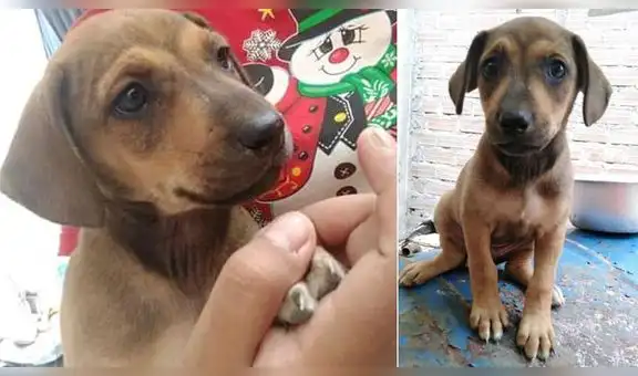 Buscan hogar para perrita de dos meses encontrada en San Marcos