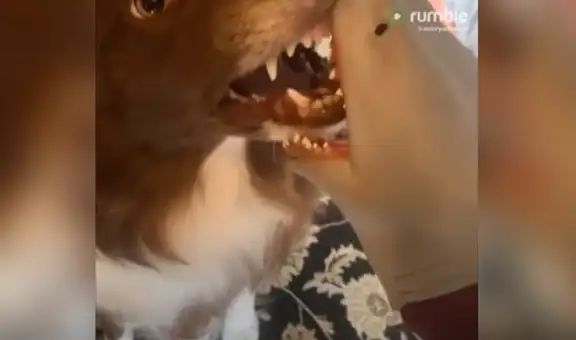 Perro tiene inesperada reacción al ver el aspecto de un tiburón de peluche [VIDEO]