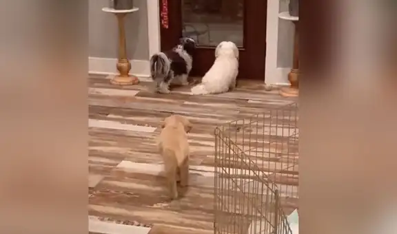 Perrito aprovecha el descuido de sus ‘amigos’ y los asusta por la espalda