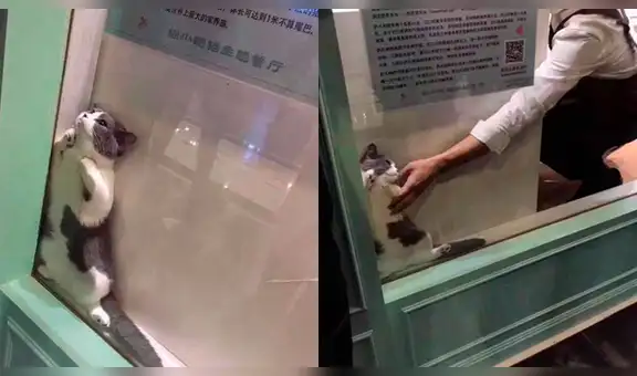 Facebook: Gato se vuelve viral por quedarse atrapado en vitrina de un local [FOTOS]