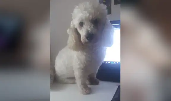 Conoce a Bonzo, el perro que no duerme por acompañar a su dueña a hacer las tareas [FOTOS]
