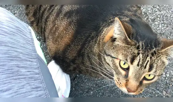 Gato musculoso causa furor en Facebook con su increíble figura | VIDEO