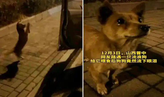 Perro sin hogar le demuestra su amor a una mujer que lo ayuda y alimenta