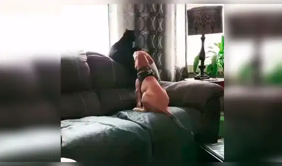 Mujer deja solas a sus mascotas en casa y al regresar las descubre en tierna escena [VIDEO] 