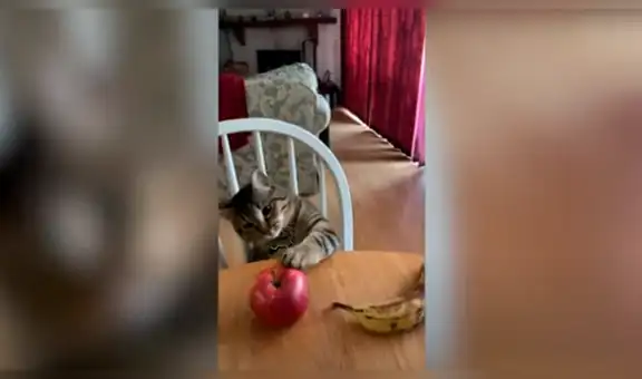 Gato astuto sorprende con su habilidad al notar la diferencia entre una manzana y un plátano [VIDEO] 