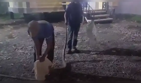 Tailandia: hombres impiden que serpiente pitón de 3 metros ataque a bebé que dormía en su cuna