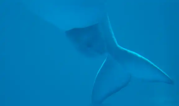 Capta el preciso momento en que una beluga da a luz en pleno acuario y se vuelve viral [VIDEO]