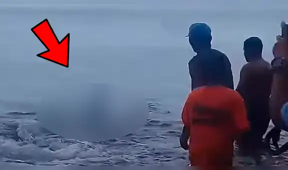 YouTube viral: enorme criatura marina aparece en la playa y bañistas luchan por salvarle la vida [VIDEO] 