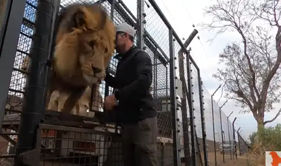 Ingresa a recinto de leones que cuidó de bebés y estos tienen emotiva reacción al verlo [VIDEO]