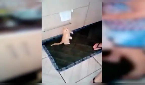 Señora adopta a gatito callejero y lo cuida como si fuera su ‘propio bebé’ [VIDEO] 