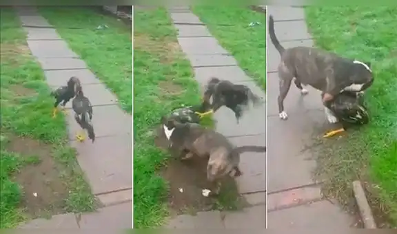 Vía Facebook: pelea de gallos provoca esta reacción en un perro pitbull [VIDEO]