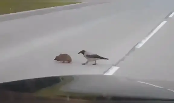 Ave ayuda a que distraído erizo cruce la pista y no muera atropellado en plena carretera [VIDEO]