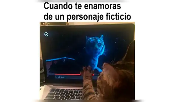 Los mejores memes de gatos a propósito de su Día Internacional 