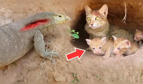 Vía YouTube: gata saca las 'garras' por sus hijos ante un dragón de komodo [VIDEO]