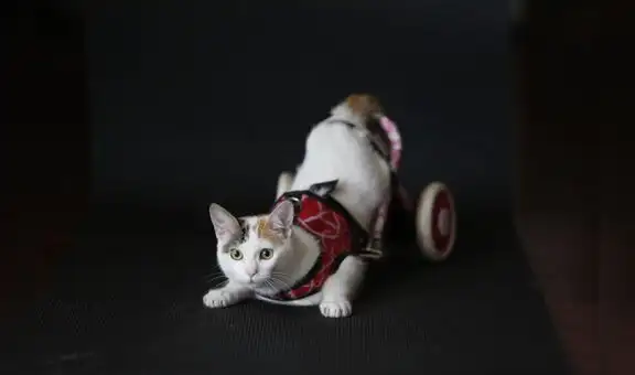 La vida con mascotas discapacitadas