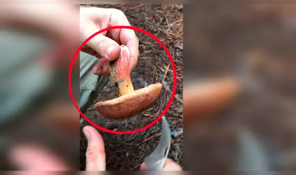 Joven encuentra extraño hongo, lo parte por la mitad y este tiene aterradora mutación [VIDEO]