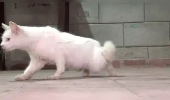 YouTube viral: revelan la triste verdad del gato con cuerpo de conejo que asombró a todos [VIDEO]