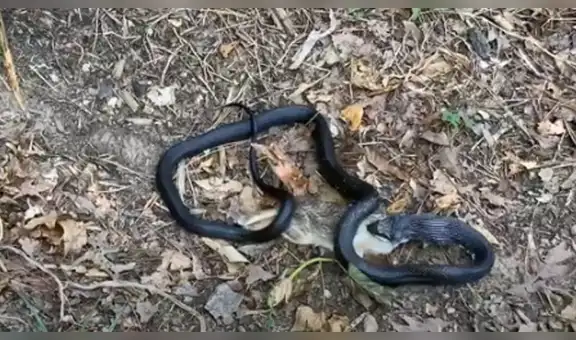 Captan el preciso momento que una serpiente negra engulle a un conejo en segundos [VIDEO]