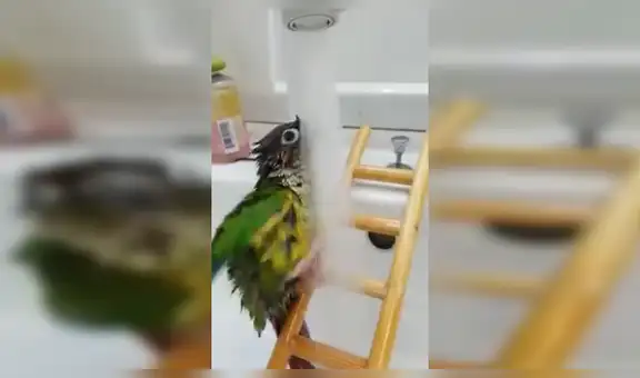 Loro bebé odiaba el agua, pero vence su temor y consigue bañarse solo por primera vez [VIDEO]