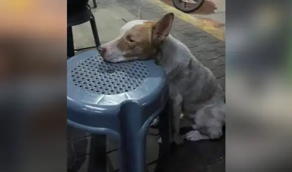 Perro callejero reposa su cabeza sobre una silla para ver si alguien le invita algo de comer [FOTOS]