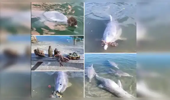 Mystique, el delfín que cautiva en redes al entregar regalos sacados del fondo del mar [VIDEO]