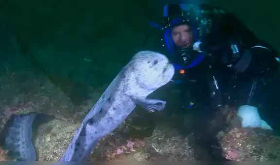 YouTube viral: 'monstruo marino' sale de su escondite para aterrar a buzo que estaba en océano [VIDEO]